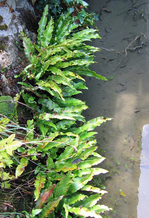 Phyllitis scolopendrium